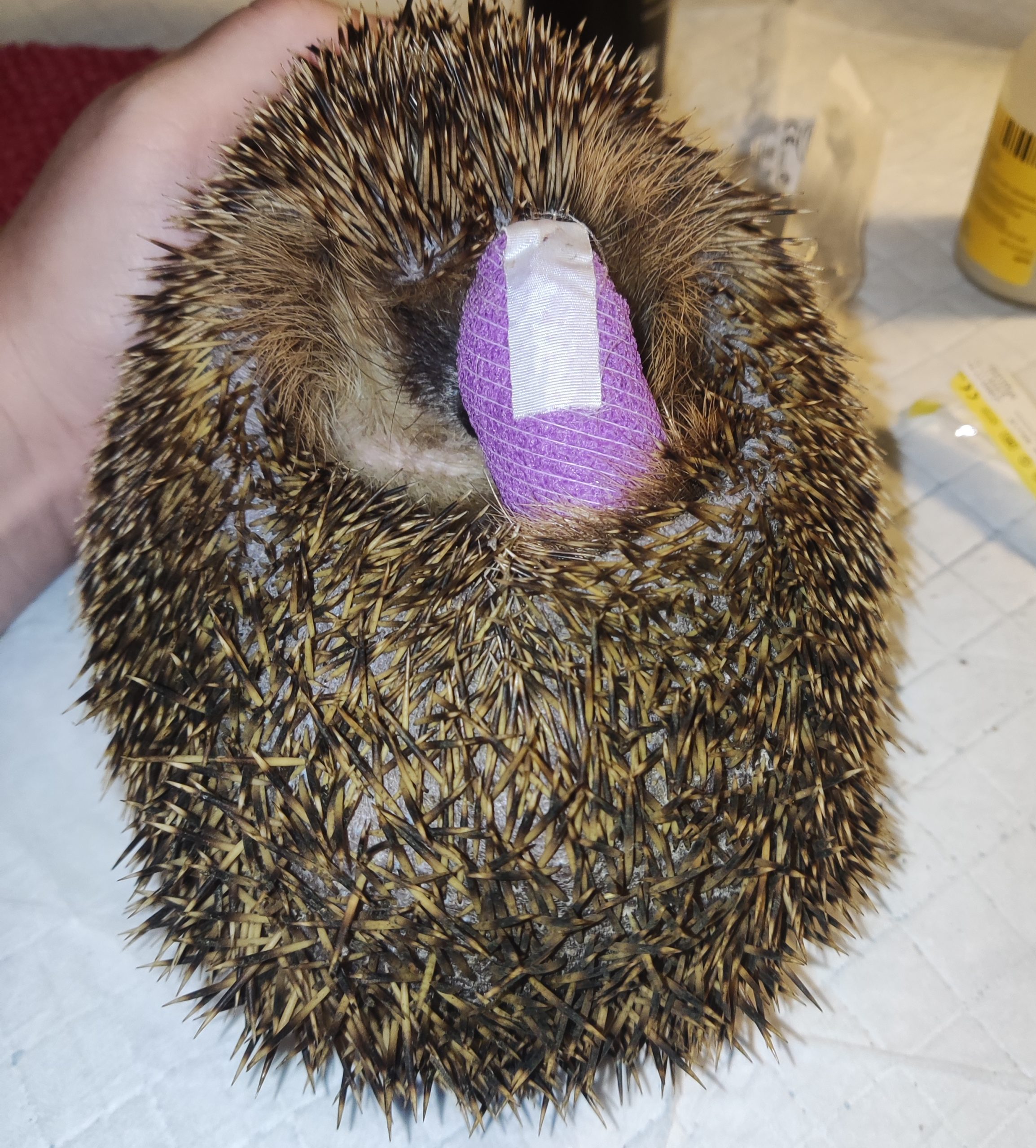 verletzter Igel in Verband